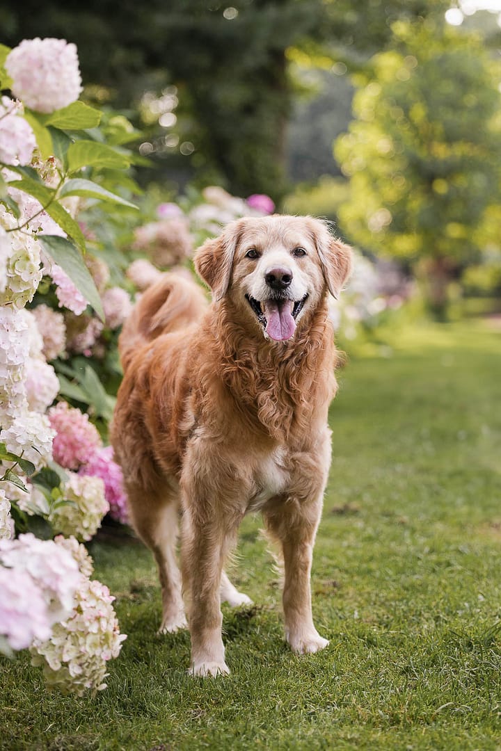 golden retriever posing among the flowers on his first pet photoshoot.
