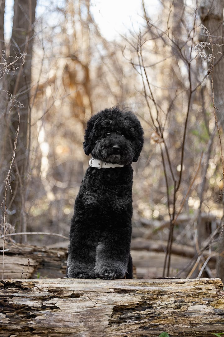 dog photography session at James Garden in Toronto.