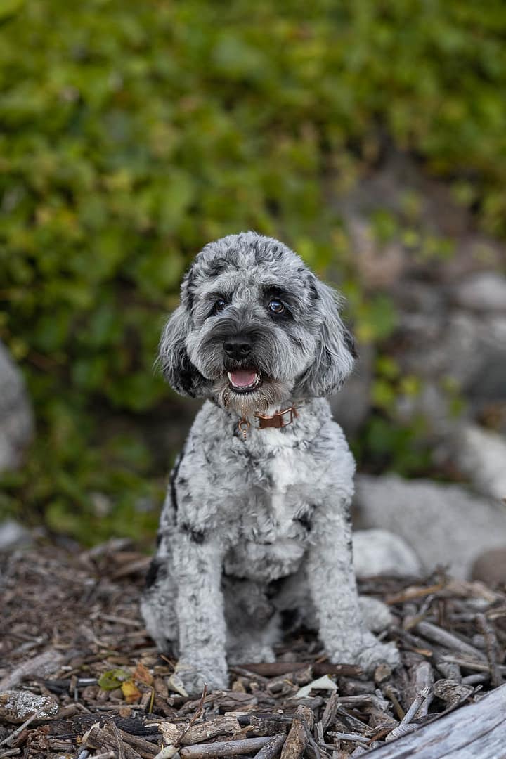 pet photography session at Paletta Mansion.