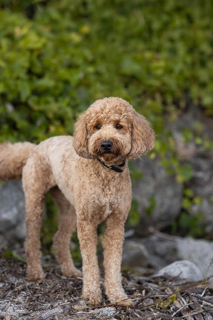 pet photography session at Paletta Mansion.