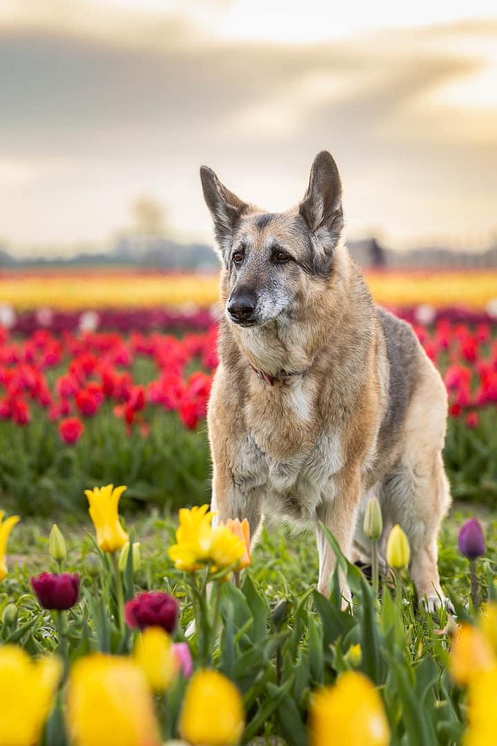 niagara pet photographer 