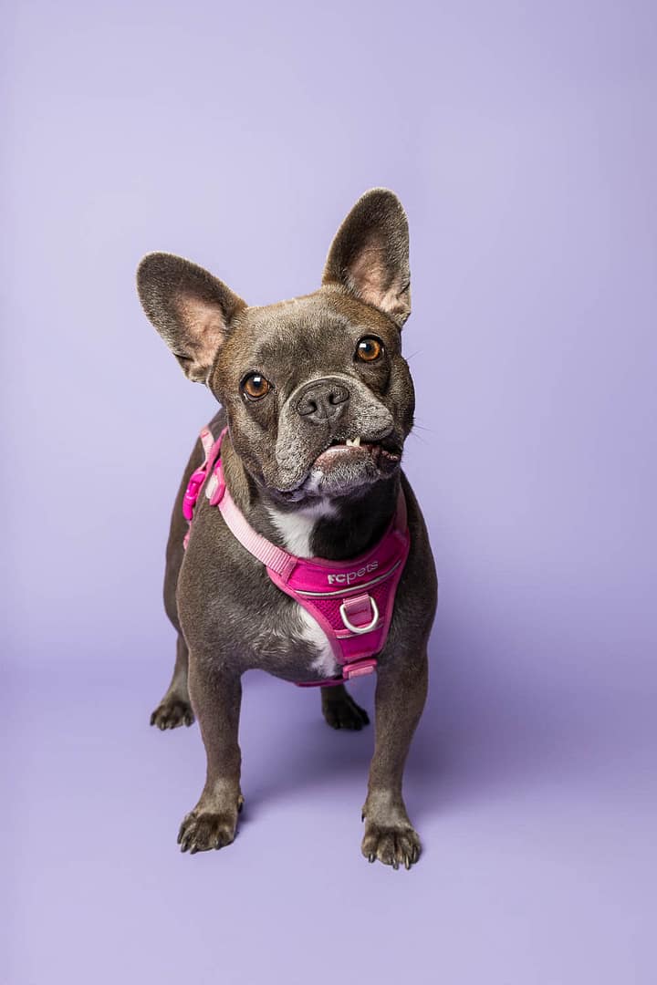 pet photography at Pet Country Market in Beamsville
