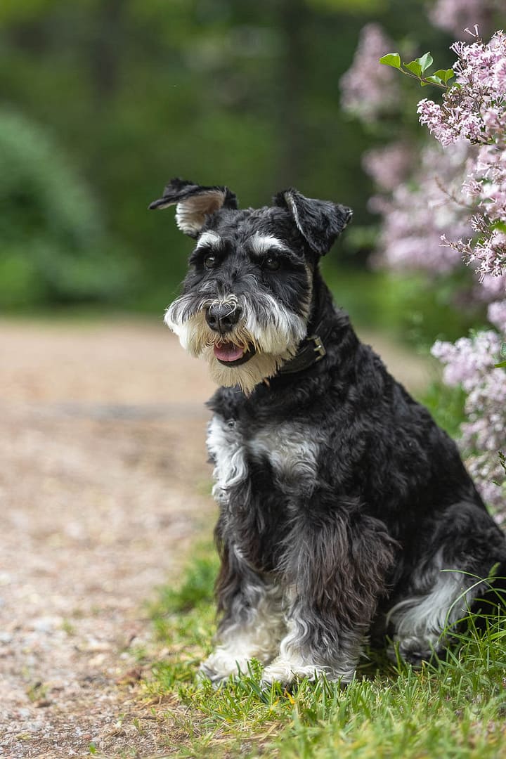 a dog portrait at alexander muir memorial park in Toronto