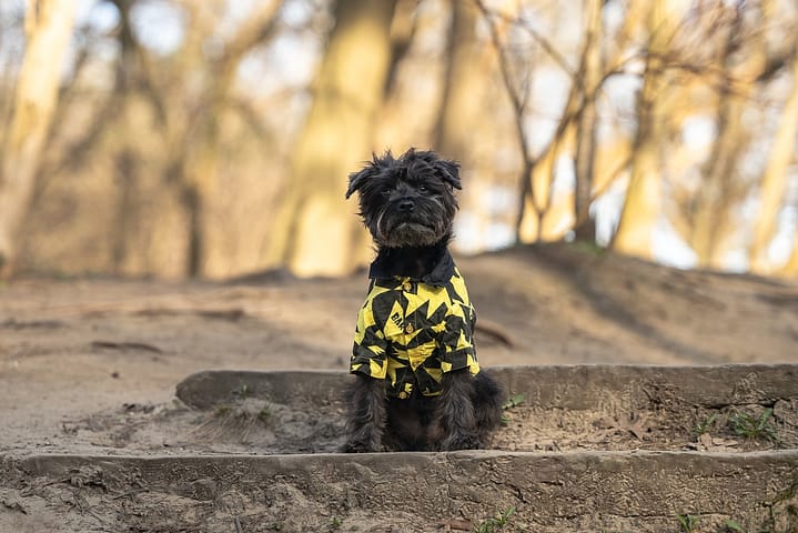 Bacon, pet influencer in High Park, Toronto, ON