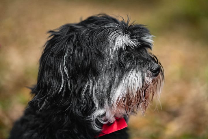 pet portrait at a rainbow session