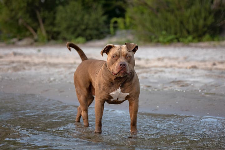 pet photography taken in Dunville