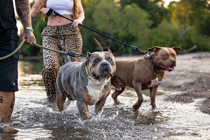 Dunville pet photographer