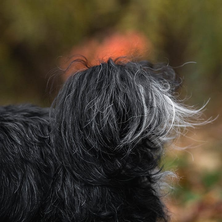 photo of a dog tail for end of life pet photography 