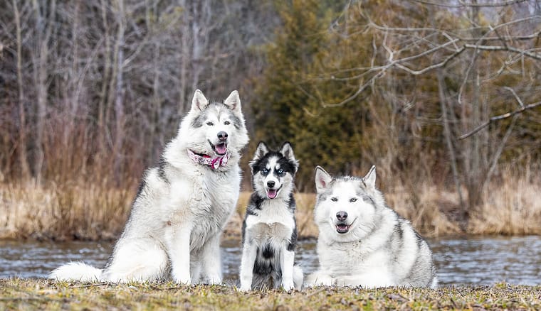 Three Canadian Eskimo dogs at Loville Park 