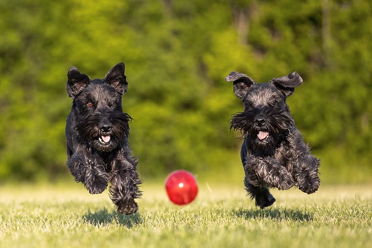 schnauzers chasing a ball dog photography at Bernie Arbour