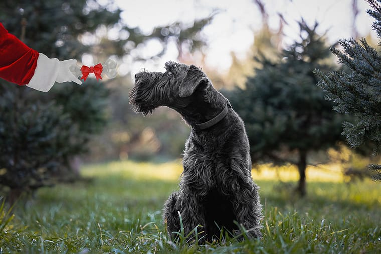 Christmas Tree mini session in Hamilton, Ontario