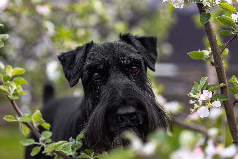 black standard schnauzer dog photoshoot in Dundas, Ontario
