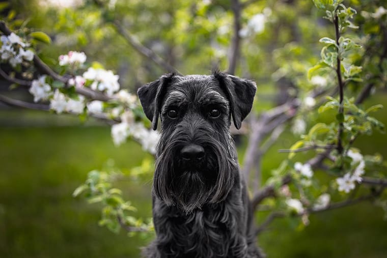 dog photoshoot in Dundas, Ontario