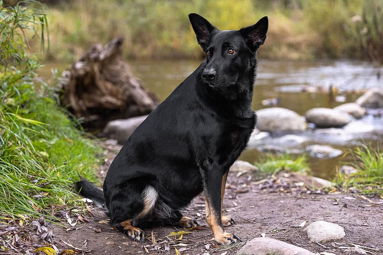 Dog photoshoot in Lowville Park in Burlington.