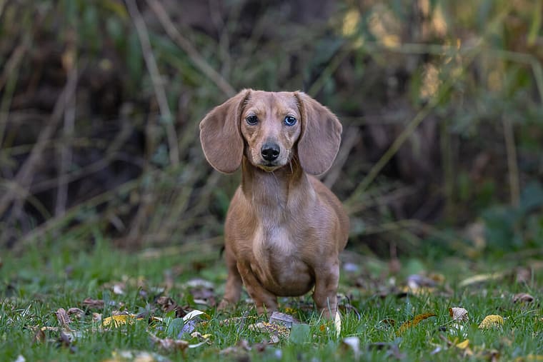 dachshund photoshoot in Lowville Park, Burlington.
