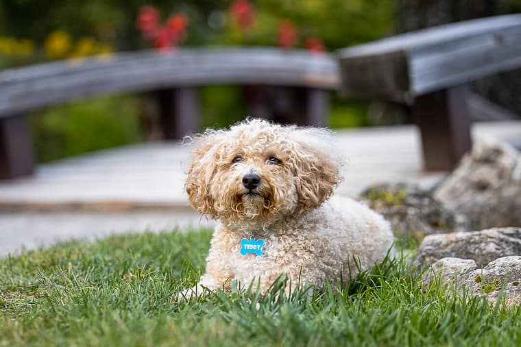 dog photos dog photography in Oakville, Ontario