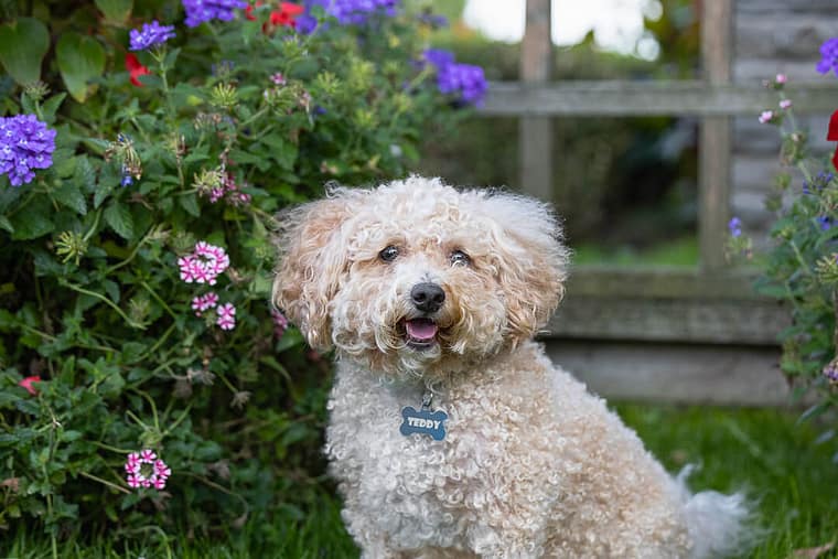 dog photos in Gairloch Gardens, Oakville Ontario