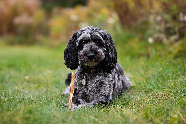 cockapoo dog photos in Arboretum in Guelph.