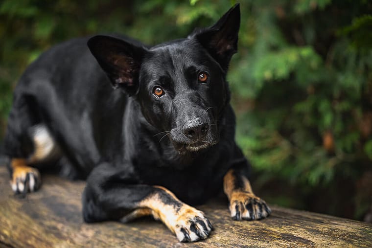 dog photoshoot in Lowville Park in Burlington