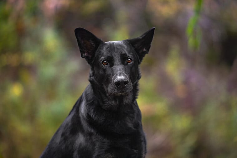 dog photography in Burlington, Ontario