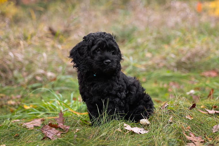 dog portrait in Guelph, Ontario