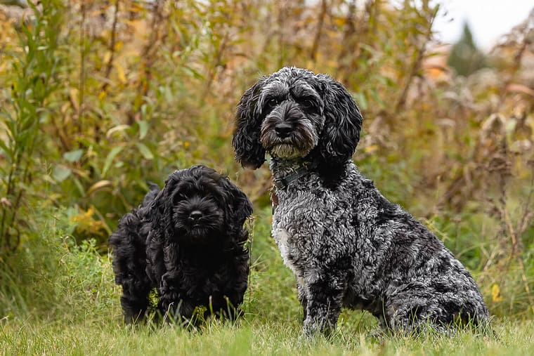 dog photoshoot in Guelph, Ontario