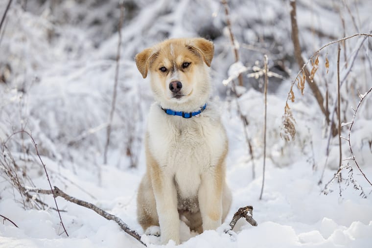 husky photoshoot in Burlington, Ontario