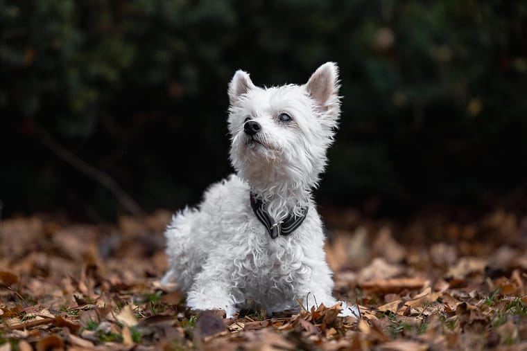 dog photography pet photography at Gage Park in Hamilton, Ontario.