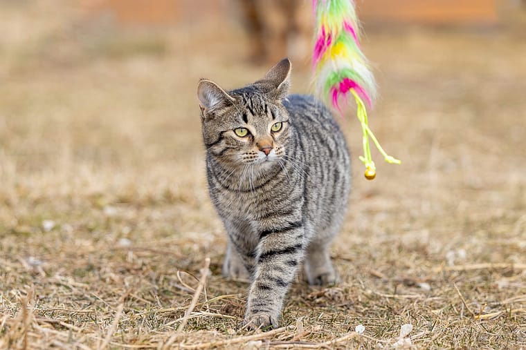 Cat photography from Hamilton, Ontario.