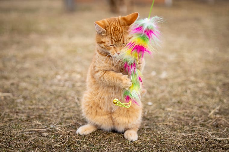 cat photographer from Hamilton, Ontario.