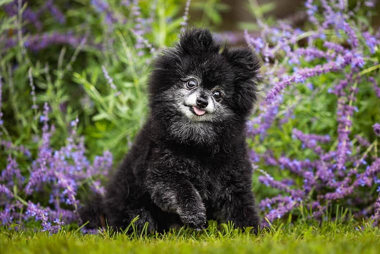 dog photography-Edit end of life pet photography