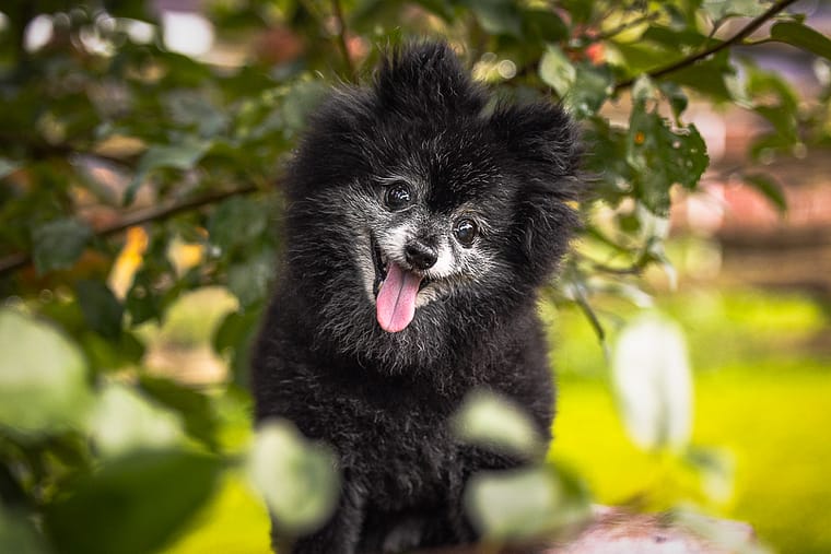 pet photography end of life photographer