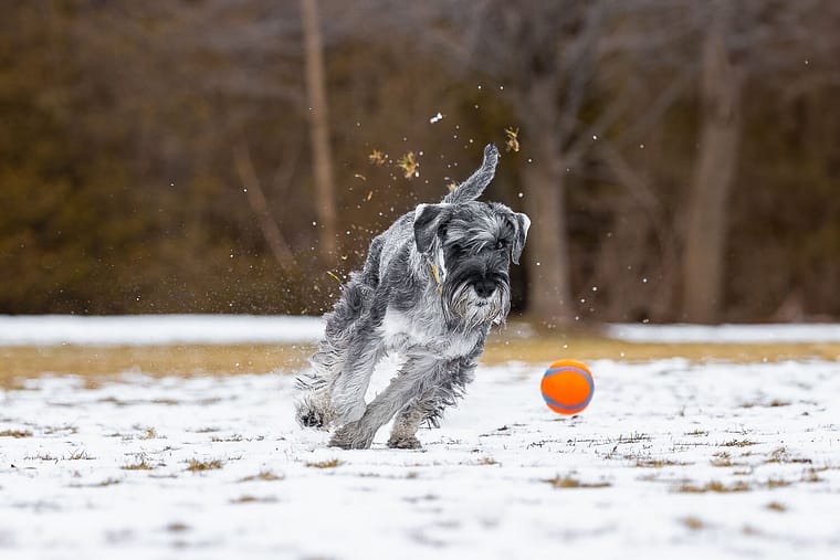 a schnauzer chasing the ball at Paletta Mansion in Burlington