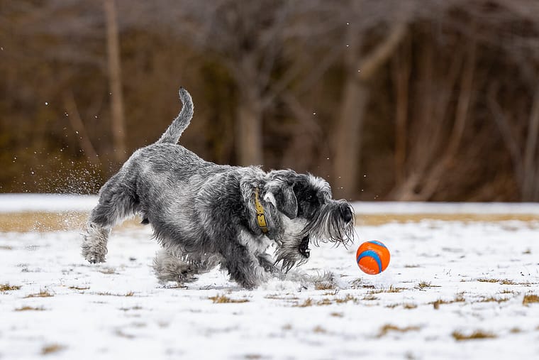 dog action shot at Paletta Lakefront Park in Burlington