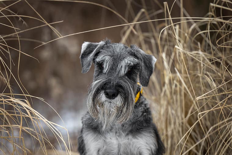a pet photography session at Paletta Lakefront Park