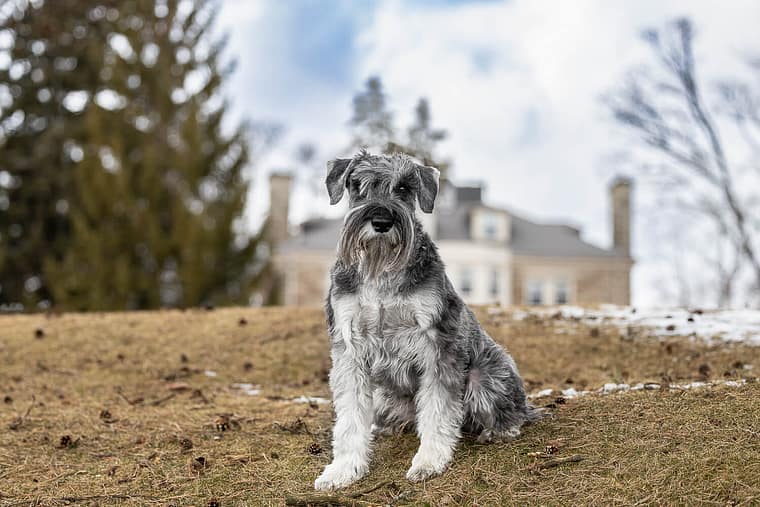 a stunnting pet photohsoot at Paletta Lakefront Park
