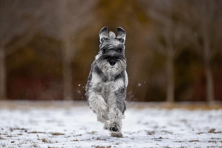 dog action image taken at Paletta Mansion in Burlington.