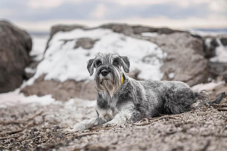 A dog photography session at Paletta Mansion Burlington