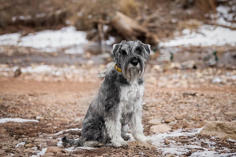 a stunning photo of a standard schnauzer at Paletta Mansion in Burlington