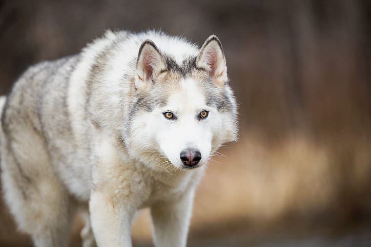 pet portrait of a Canadian Eskimo dog in Burlington, Ontario