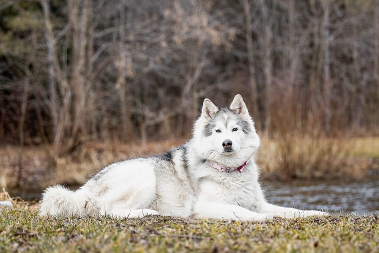 Canadian Eskimo dog lays beautiful posing at Lowville Park in Burlington 