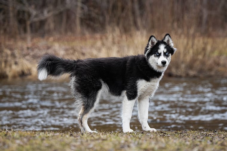 puppy photoshoot in Burlington, Ontario