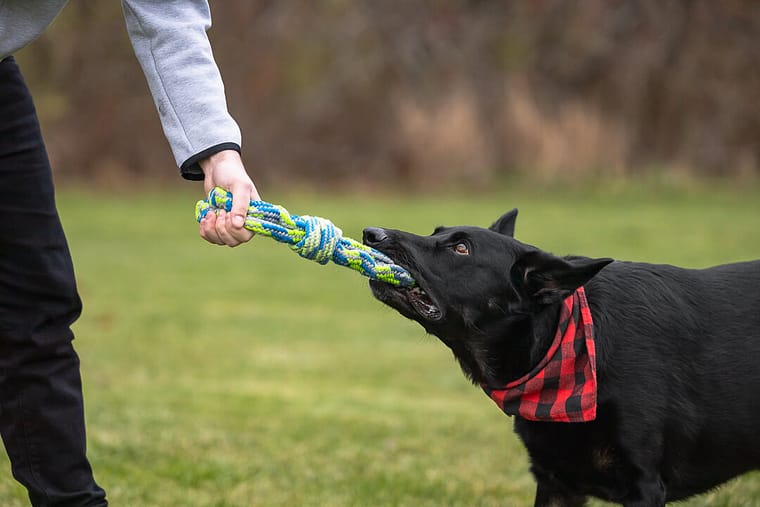 black german shepherd playing with his human during a photoshoot at Lowville Park
