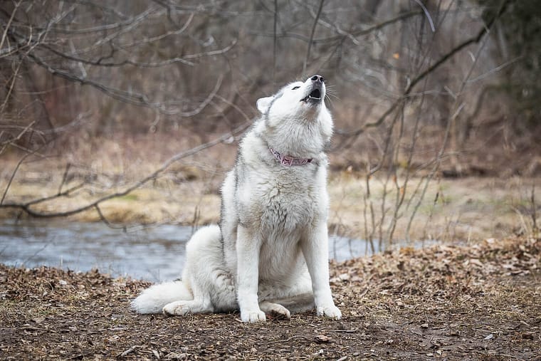dog howling at Lowville Park in Burlington, Ontario