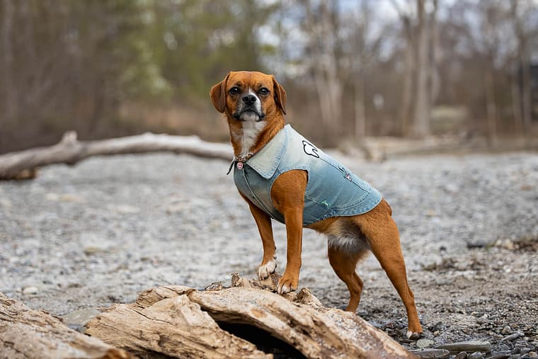 a pet photoshoot in Mississauga