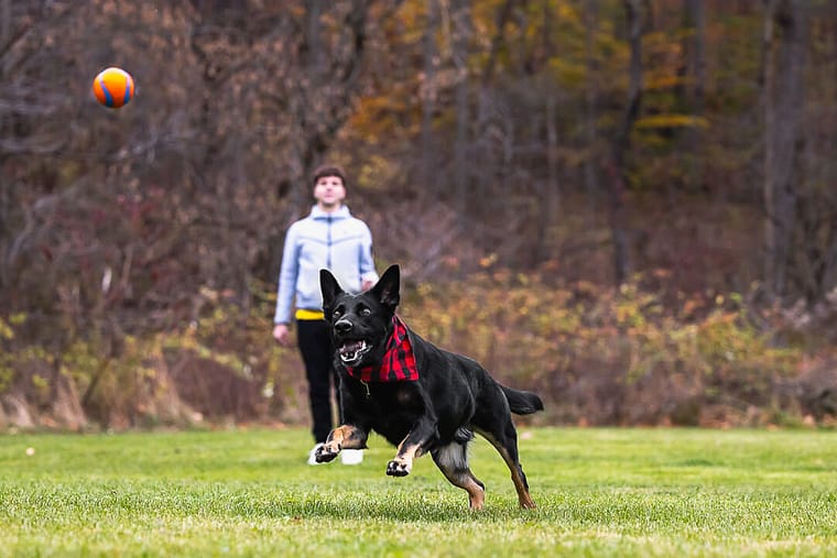 black german shepherd playing with a ball during his photoshoot at Lowville Park