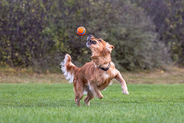 dog action shot of a golden retriever during a pet photoshoot in Hamilton, Ontario