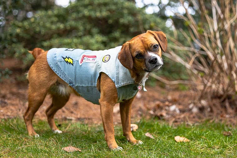 Dog posing at a park in Mississauga for a pet photoshoot.