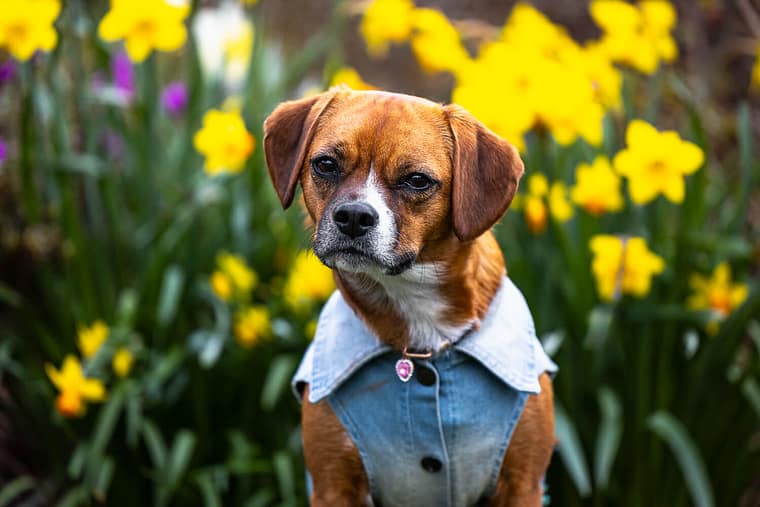 pet portrait in Brueckner Rhododendron Gardens