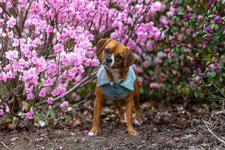 spring puppy portrait Brueckner Rhododendron Gardens